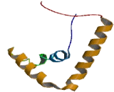 Sex Determining Region Y Box Protein 10 (SOX10)