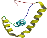 Sex Determining Region Y Box Protein 12 (SOX12)