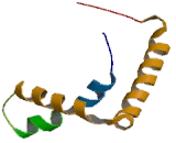 Sex Determining Region Y Box Protein 14 (SOX14)