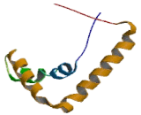 Sex Determining Region Y Box Protein 15 (SOX15)