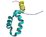 Sex Determining Region Y Box Protein 17 (SOX17)