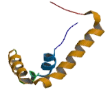 Sex Determining Region Y Box Protein 30 (SOX30)