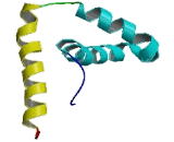 Sex Determining Region Y Box Protein 5 (SOX5)