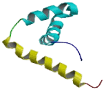 Sex Determining Region Y Box Protein 6 (SOX6)