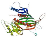 Shadow Of Prion Protein Homolog (SPRN)