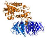 Shiga Toxin (Stx)