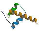 Short Stature Homeobox Protein (SHOX)