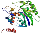 Sialic Acid Acetylesterase (SIAE)