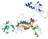 Sialic Acid Binding Ig Like Lectin 11 (SIGLEC11)