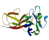 Sialic Acid Binding Ig Like Lectin 14 (SIGLEC14)