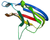 Sialic Acid Binding Ig Like Lectin 9 (SIGLEC9)