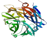 Sialidase 2, Cytosolic (SIAL2)