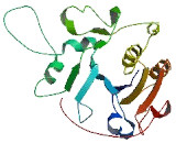 Sialyltransferase 10 (SIAT10)