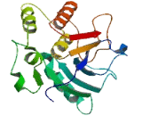 Sialyltransferase 4A (SIAT4A)