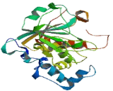 Sialyltransferase 4B (SIAT4B)