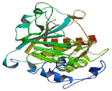 Sialyltransferase 7B (SIAT7B)