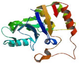 Sialyltransferase 8B (SIAT8B)