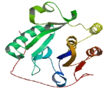 Sialyltransferase 8C (SIAT8C)