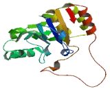 Sialyltransferase 8D (SIAT8D)