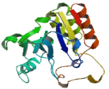 Sialyltransferase 8F (SIAT8F)