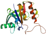 Sialyltransferase 9 (SIAT9)