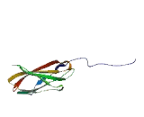 Sidekick Homolog 1, Cell Adhesion Molecule (SDK1)