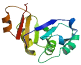 Sideroflexin 4 (SFXN4)