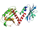 Signal Induced Proliferation Associated 1 Like Protein 2 (SIPA1L2)