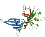 Signal Induced Proliferation Associated Protein 1 (SIPA1)