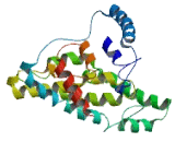 Signal Peptide Peptidase Like 2A (SPPL2A)