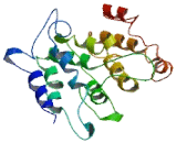 Signal Peptide Peptidase Like 2B (SPPL2B)