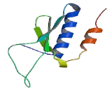 Signal Recognition Particle 14kDa (SRP14)