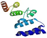 Signal Recognition Particle 72kDa (SRP72)