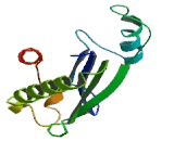 Signal Recognition Particle Receptor (SRPR)