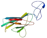 Signal Sequence Receptor Alpha (SSRa)