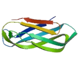 Signal Sequence Receptor Beta (SSRb)