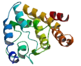 Signal Sequence Receptor Gamma (SSRg)