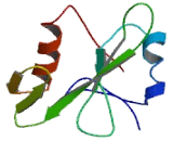 Signal Transducing Adaptor Protein 2 (STAP2)