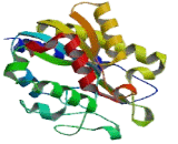 Single Strand Selective Monofunctional Uracil DNA Glycosylase 1 (SMUG1)