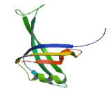 Single Stranded DNA Binding Protein 1 (SSBP1)