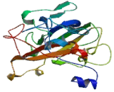 Single Stranded DNA Binding Protein 4 (SSBP4)