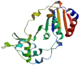 Sirtuin 1 (SIRT1)