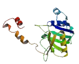 Six Transmembrane Epithelial Antigen Of The Prostate 2 (STEAP2)