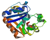 Six Transmembrane Epithelial Antigen Of The Prostate 3 (STEAP3)