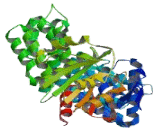 Sjogren Syndrome Antigen A2 (SSA2)