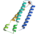 Sjogren Syndrome Nuclear Autoantigen 1 (SSNA1)