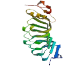 Slit Homolog 2 (Slit2)