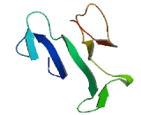 Smad Nuclear Interacting Protein 1 (SNIP1)