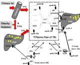 Small, Dense Low Density Lipoprotein (SdLDL)