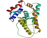 Nuclear Receptor Subfamily 0,Group B,Member 2 (NR0B2)